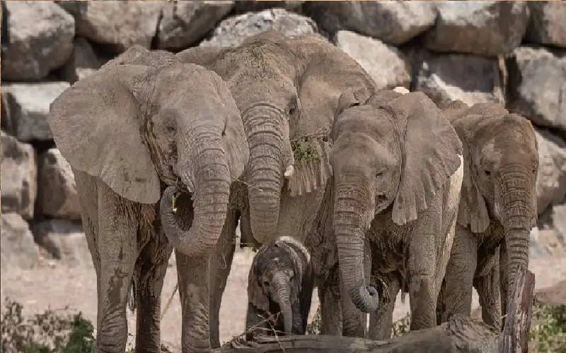 تونس ترحل 3 فيلة أفريقية إلى