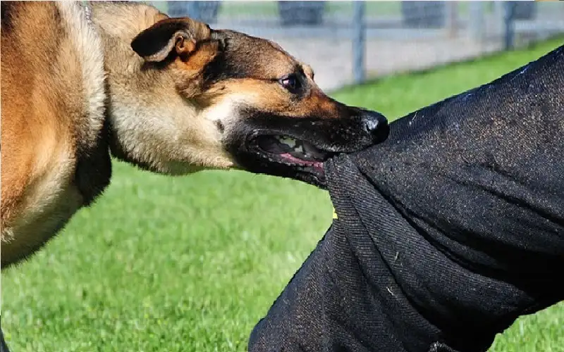 هاجمها كلبها.. مقتل طفلة متأثرة بجروح