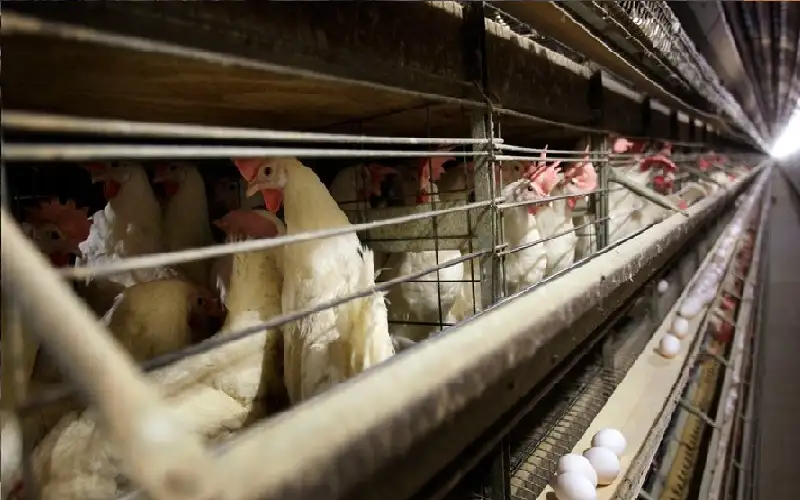 بريطانيا.. تفشي الإصابات بأنفلونزا الطيور في