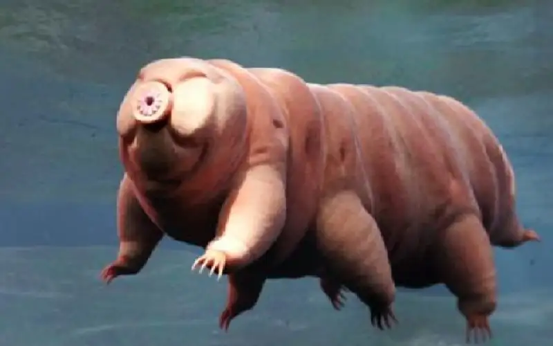 اكتشاف نوع جديد من دببة الماء