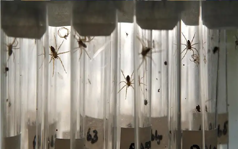 احتفال بإطلاق آلاف العناكب العملاقة بحجم