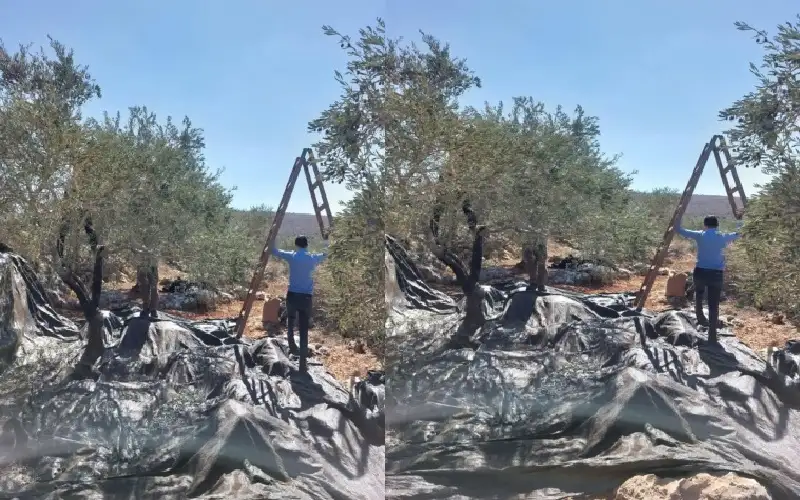 الاحتلال يطلق النار صوب قاطفي الزيتون