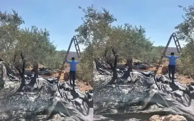 الاحتلال يطلق النار صوب قاطفي الزيتون