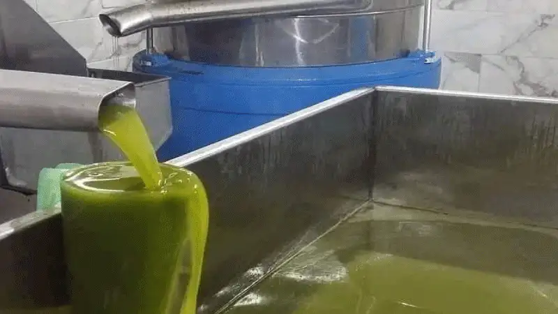 زيت الزيتون له عمر افتراضي