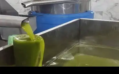 زيت الزيتون له عمر افتراضي