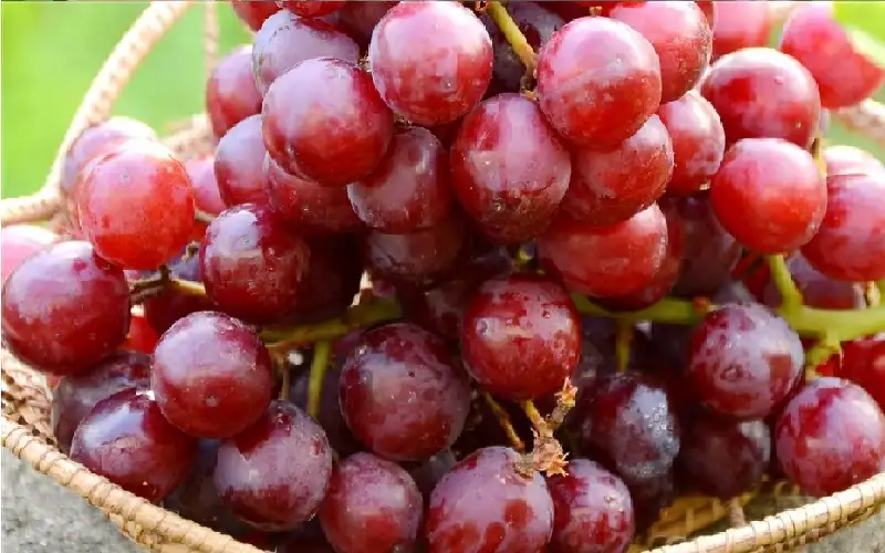 تجربة تختبر العنب الأحمر كعلاج للسرطان