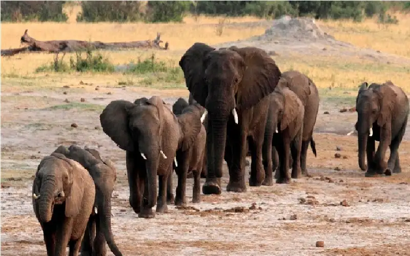 بعد انخفاضها الملحوظ.. هل تنقرض الأفيال
