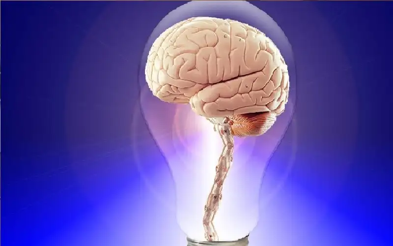 بحث يراقب الدماغ 20 عاما ويكتشف