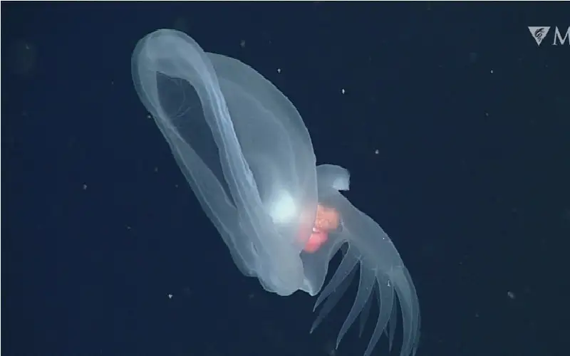 اكتشاف مخلوق متوهج يشبه قنديل البحر
