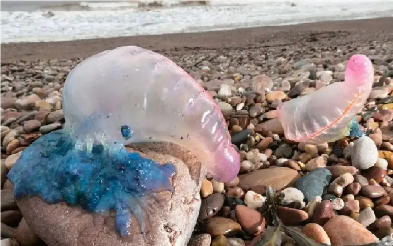 آلاف قناديل البحر تثير الرعب على