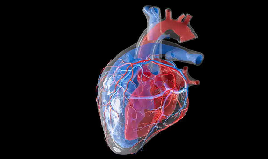 هل يدل شكل القلب على صحته؟