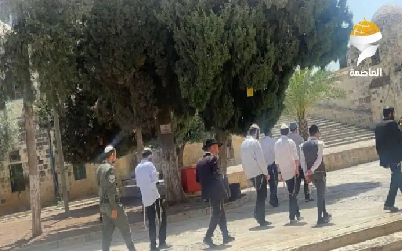 مستوطنون يقتحمون باحات الأقصى