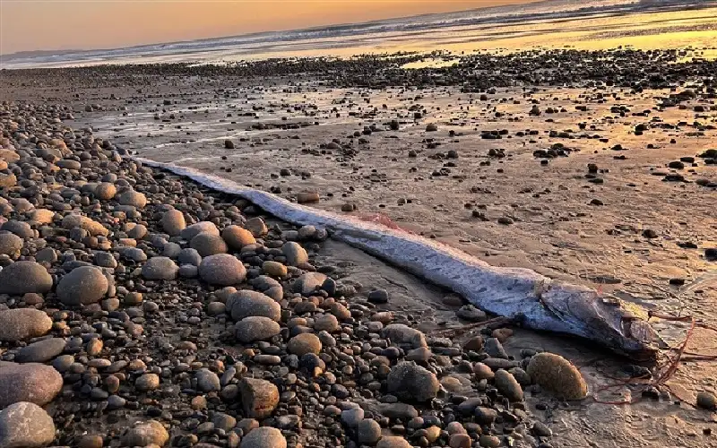 للمرة الثانية.. العثور على سمكة ضخمة