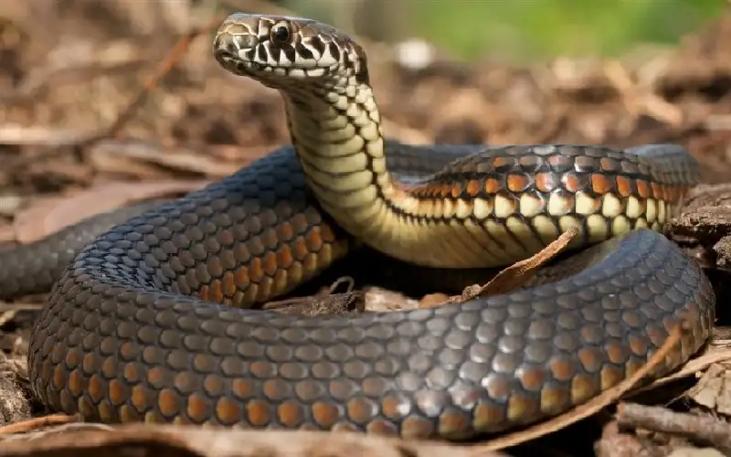 أمريكي يربي 200 ثعبان في منزله..