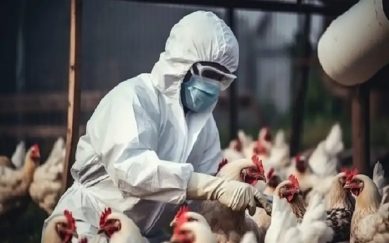 إنجلترا تسجل إصابات بأنفلونزا الطيور