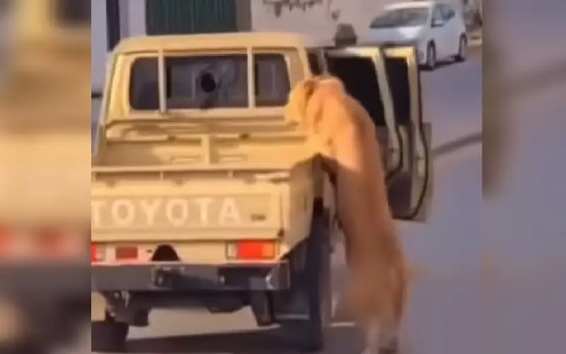 سقوط أسد من سيارة في شوارع