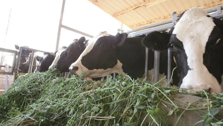 مربو أبقار يطالبون بالتراجع عن تعليمات