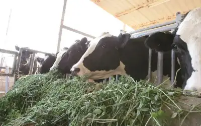 مربو أبقار يطالبون بالتراجع عن تعليمات