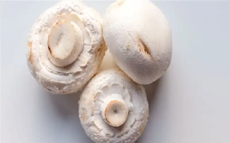 مستخلص من الفطر الأبيض يقاوم سرطان