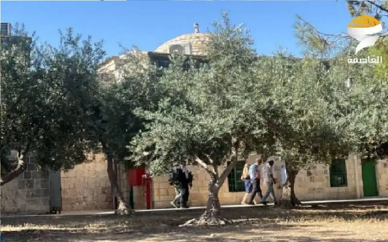 144 مستوطنا يقتحمون باحات الأقصى