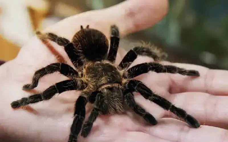 القبض على مهرب حشرات ومعه أكثر