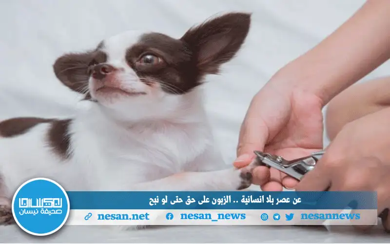 عن عصر بلا إنسانية .. الزبون على حق حتى لو نبح