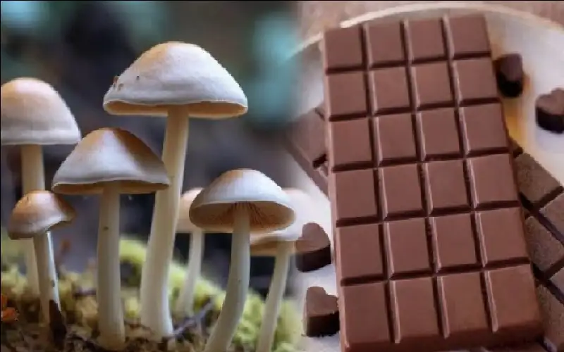 المشروم المخدر الممزوج بالشوكولا يثير ضجة