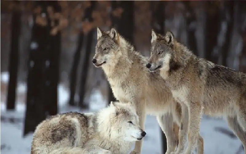 12 ألف دولار خسائر.. ذئاب مفترسة