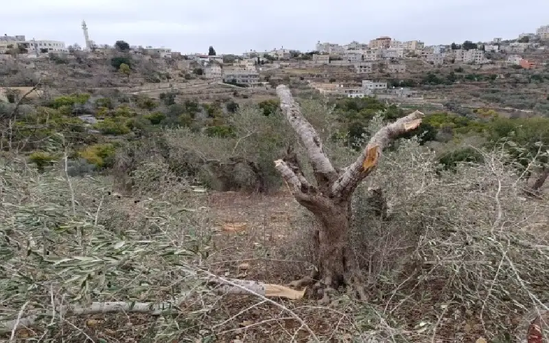 مستوطنون يقطعون عشرات أشجار الزيتون المعمرة