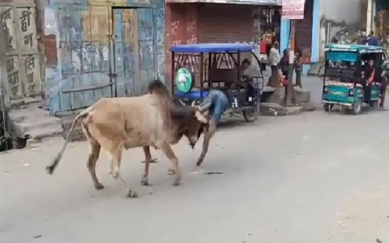 15 إصابة ومطاردة 3 ساعات.. ثور