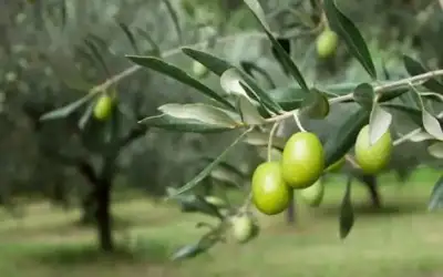 الأردن .. إنتاج 170 ألف طن