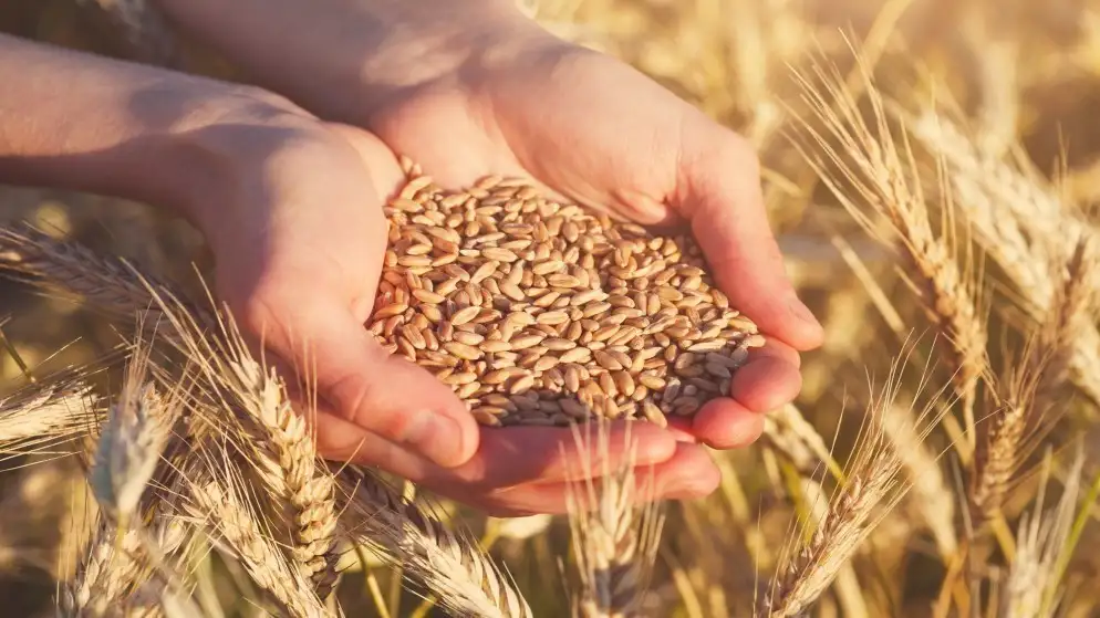 الفاو: الأردن حافظ على معدلات تضخم