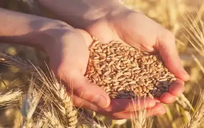 الفاو: الأردن حافظ على معدلات تضخم