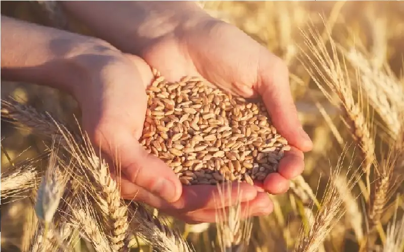 الفاو: الأردن حافظ على معدلات تضخم