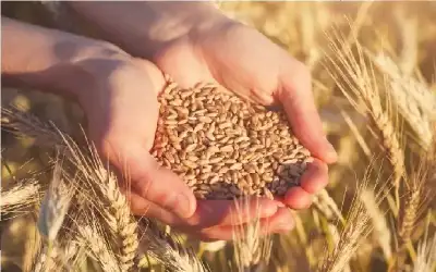 الفاو: الأردن حافظ على معدلات تضخم