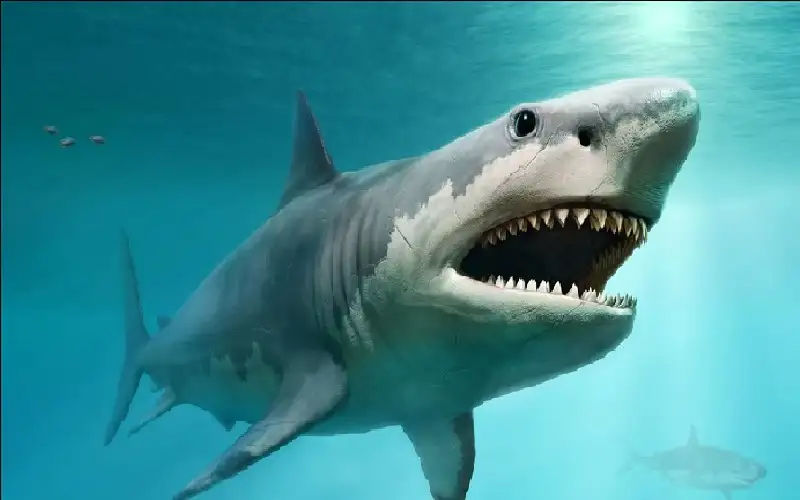 سمكة قرش تنقض على رأس غواص