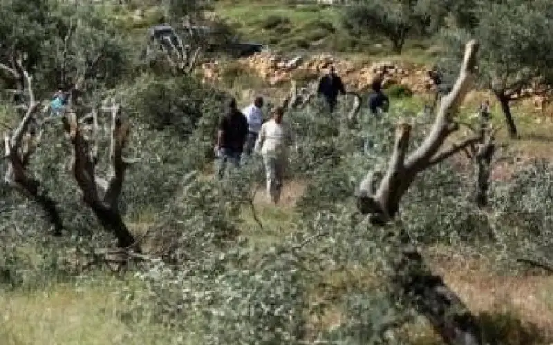 مستوطنون يتلفون محاصيل زراعية في الأغوار