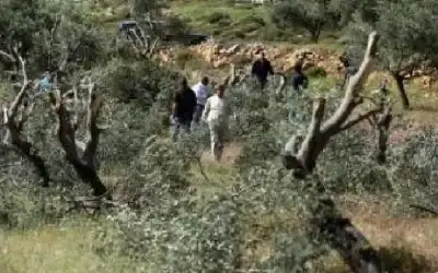 مستوطنون يتلفون محاصيل زراعية في الأغوار