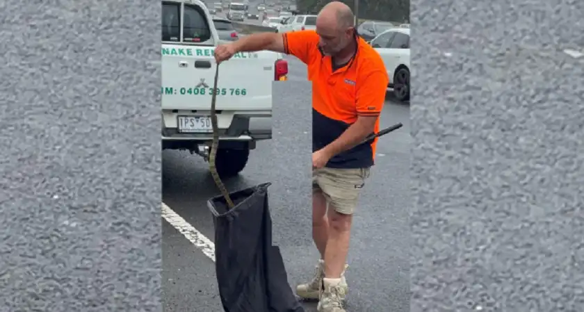 استرالية تكتشف أفعى سامة في سيارتها