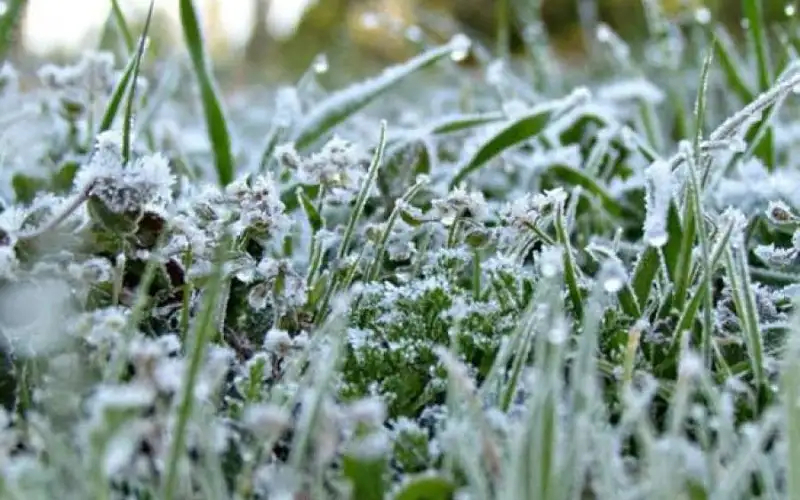 الأرصاد تحذر من احتمال تشكل الصقيع