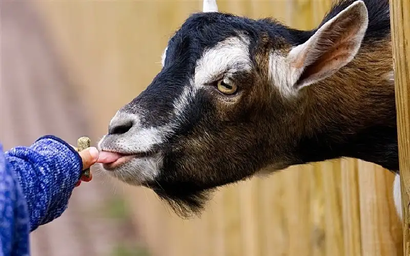 تعرض الأطفال للحيوانات في المزارع يقلل