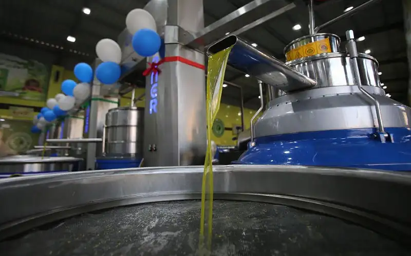 الحنيفات: 255 ألف زائر لمهرجان الزيتون