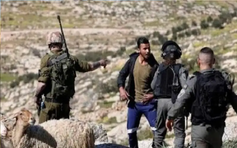 مستوطنون يمنعون شابا من رعي ماشيته