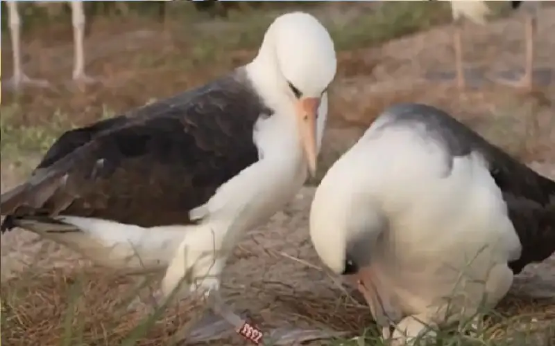 حدث نادر: طائر بعمر 74 عاما