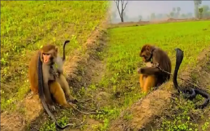 فيديو صادم لقرد مع كوبرا يثير