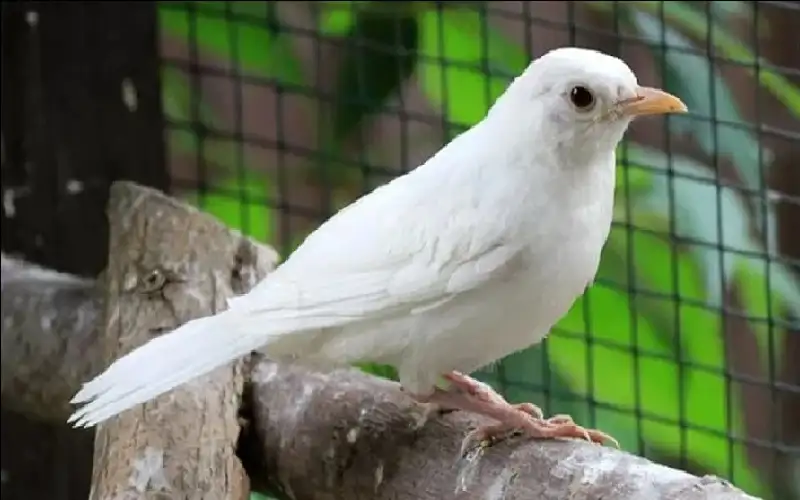 طائر أبيض يسرق الأضواء في بريطانيا