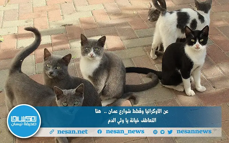 عن الاوكرانية وقطط شوارع عمان.. هنا