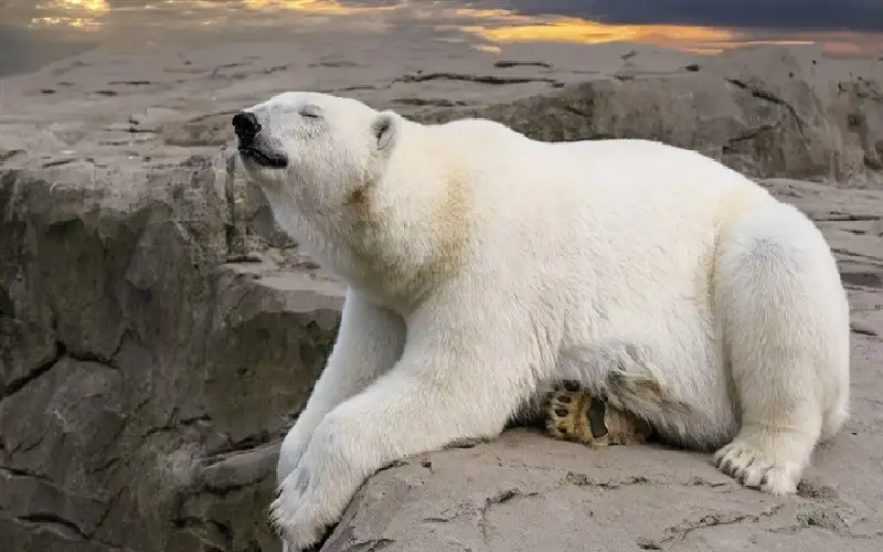 زوج شجاع يقفز على ظهر دب