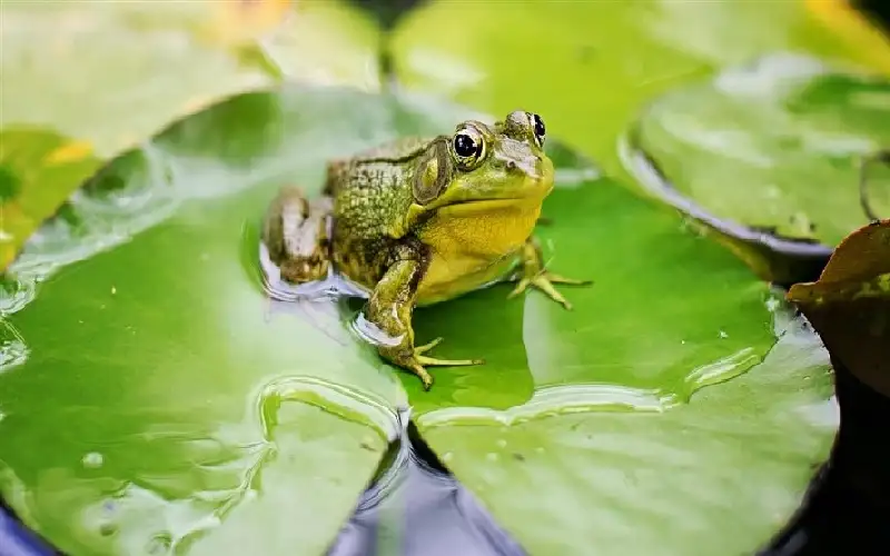 تطهير روحي يتحول لمأساة.. وفاة ممثلة