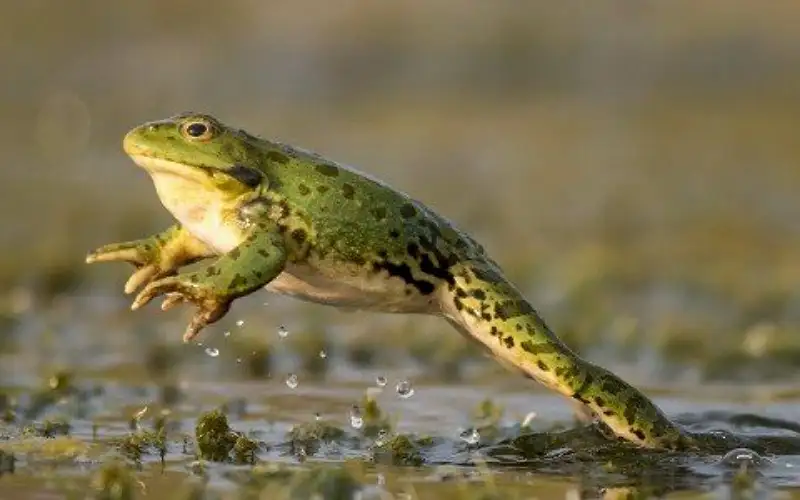 هل سمعتم بنظرية الضفدع المغلي؟